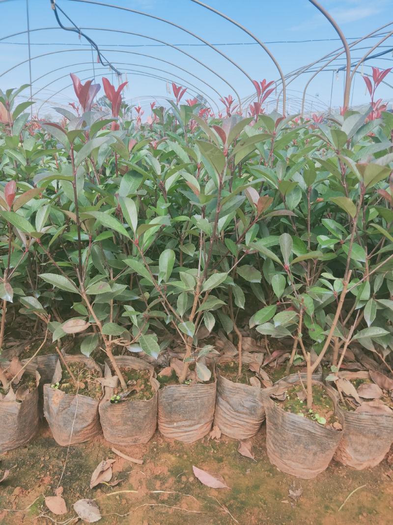 红叶石楠，基地直销，价格实惠，保质保量，产地直发
