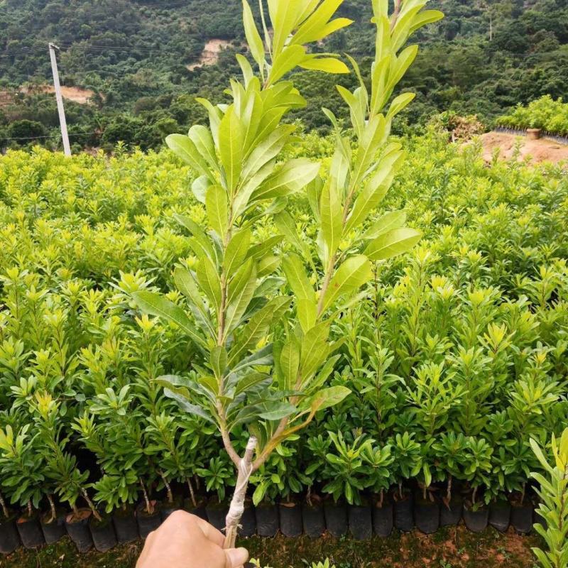 东魁杨梅苗20公分高起苗需要联系