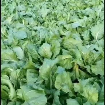 本基地种植上百亩儿菜