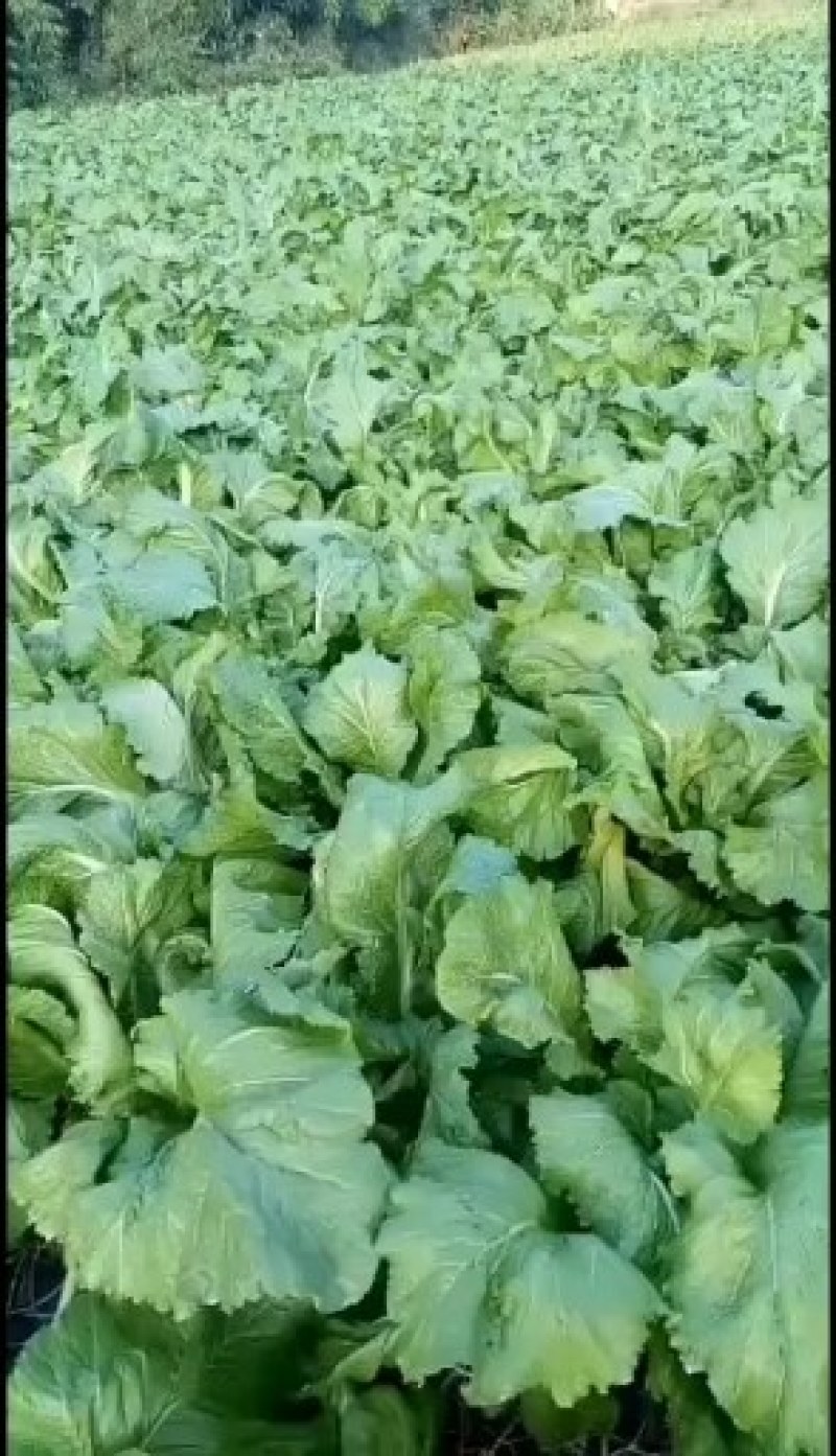 本基地种植上百亩儿菜
