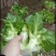 本基地种植上百亩儿菜