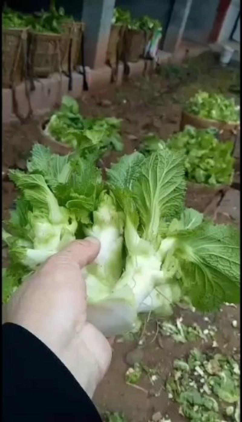 本基地种植上百亩儿菜