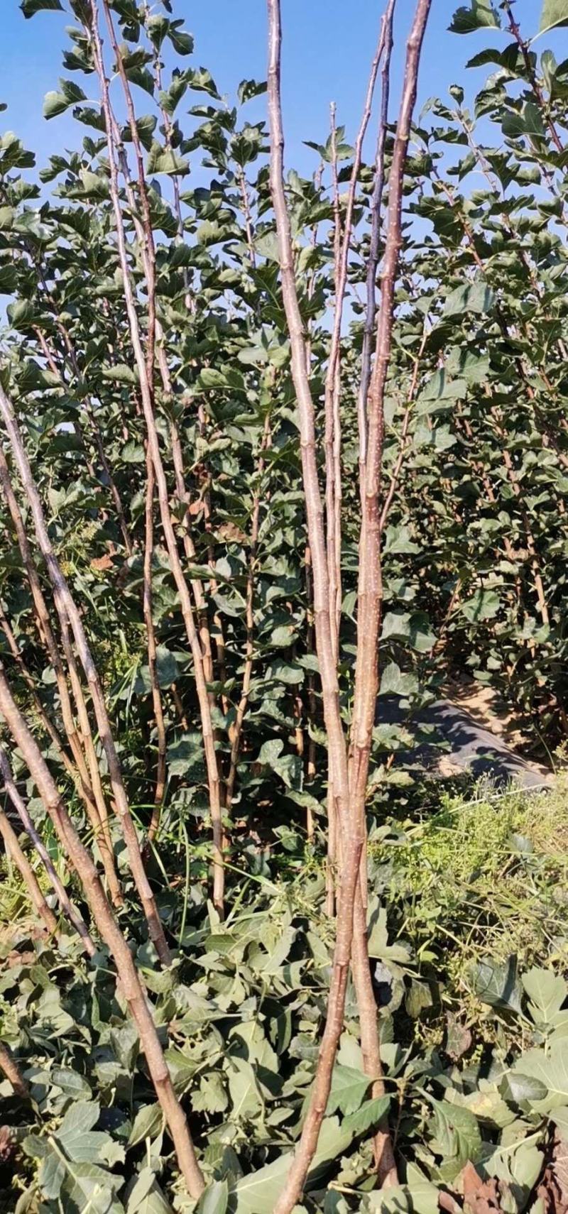 山楂苗，山楂树苗，一手货源，基地直供，大量供应，