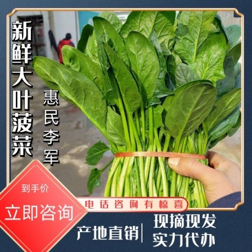 🔥菠菜，【精品】20/25公分菠菜，基地直销，欢迎选购