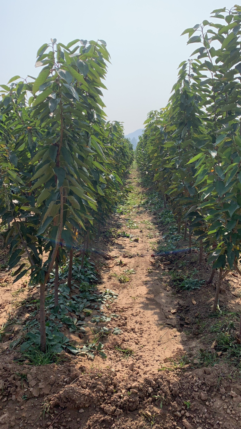 山东矮化樱桃苗齐早福晨美早布鲁克斯萨米脱现挖现发
