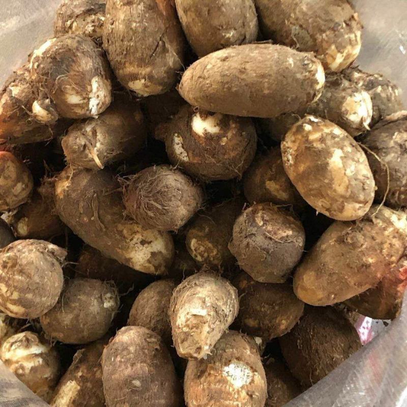8520毛芋头山东基地直供一手货源批发价格美丽欢迎合作