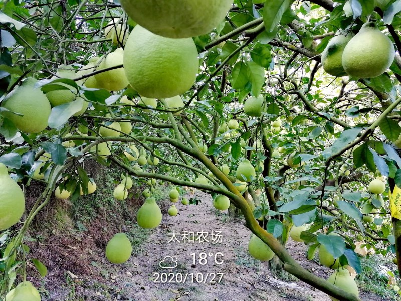 25年老树，全程农家肥加花生麸水肥，产岀优质沙田柚