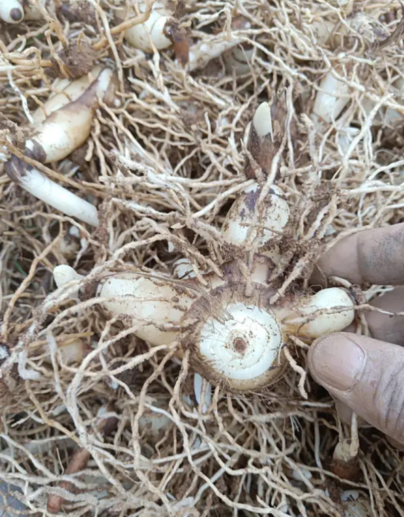 白芨批发量大从优精品之选一手货源保障