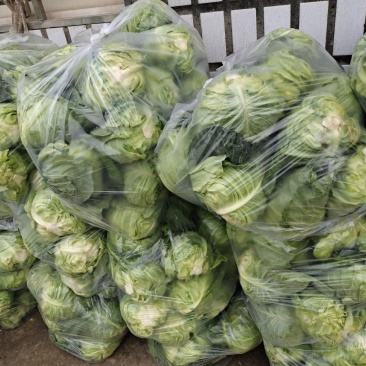 牛心包（尖包），基地直供，支持配货
