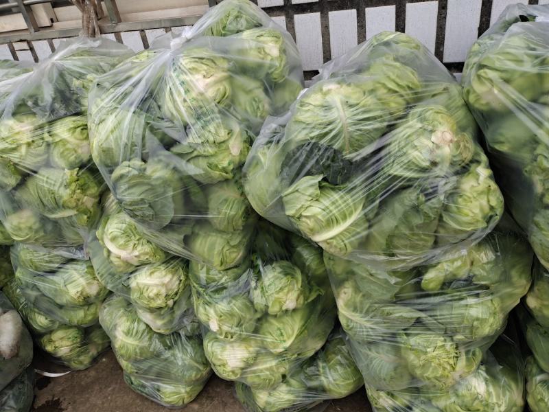 牛心包（尖包），基地直供，支持配货