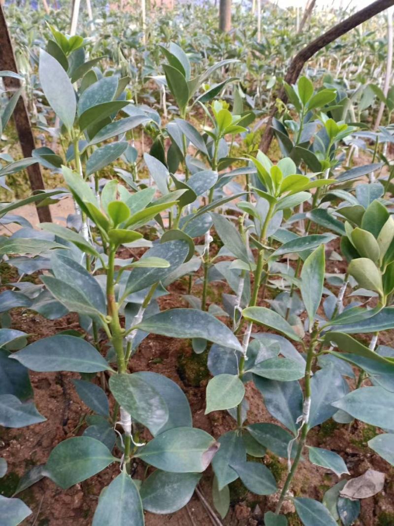优质嫁接八角树杯苗木王种