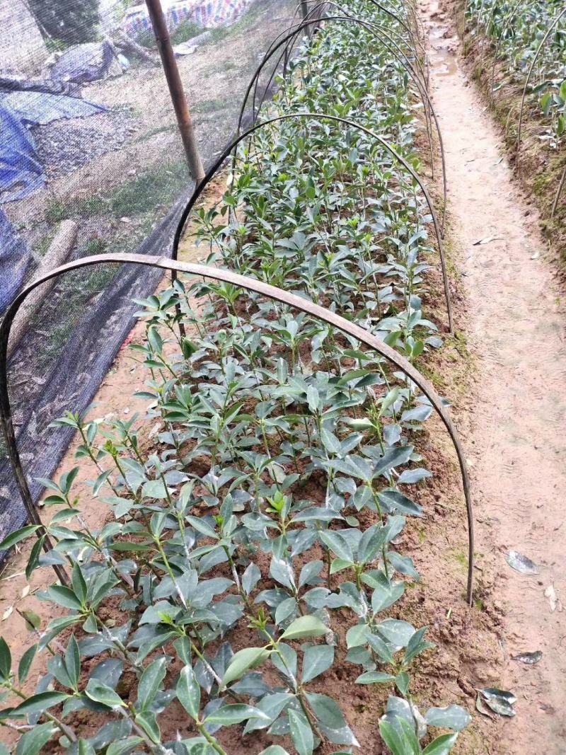 优质嫁接八角树杯苗木王种