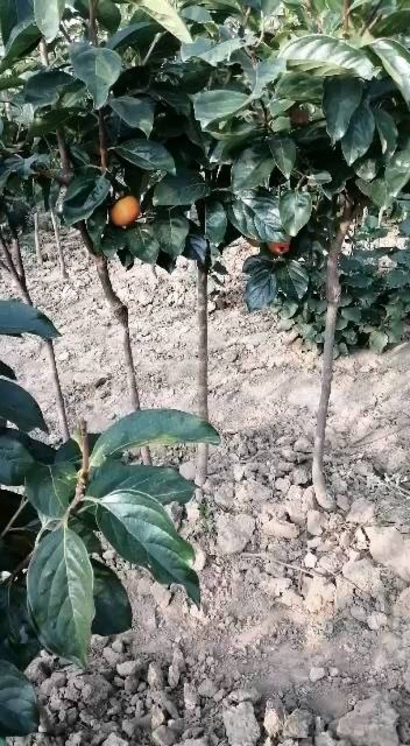 【推荐】软枣苗是嫁接柿子上好品质枮木苗0.5-1各种都有