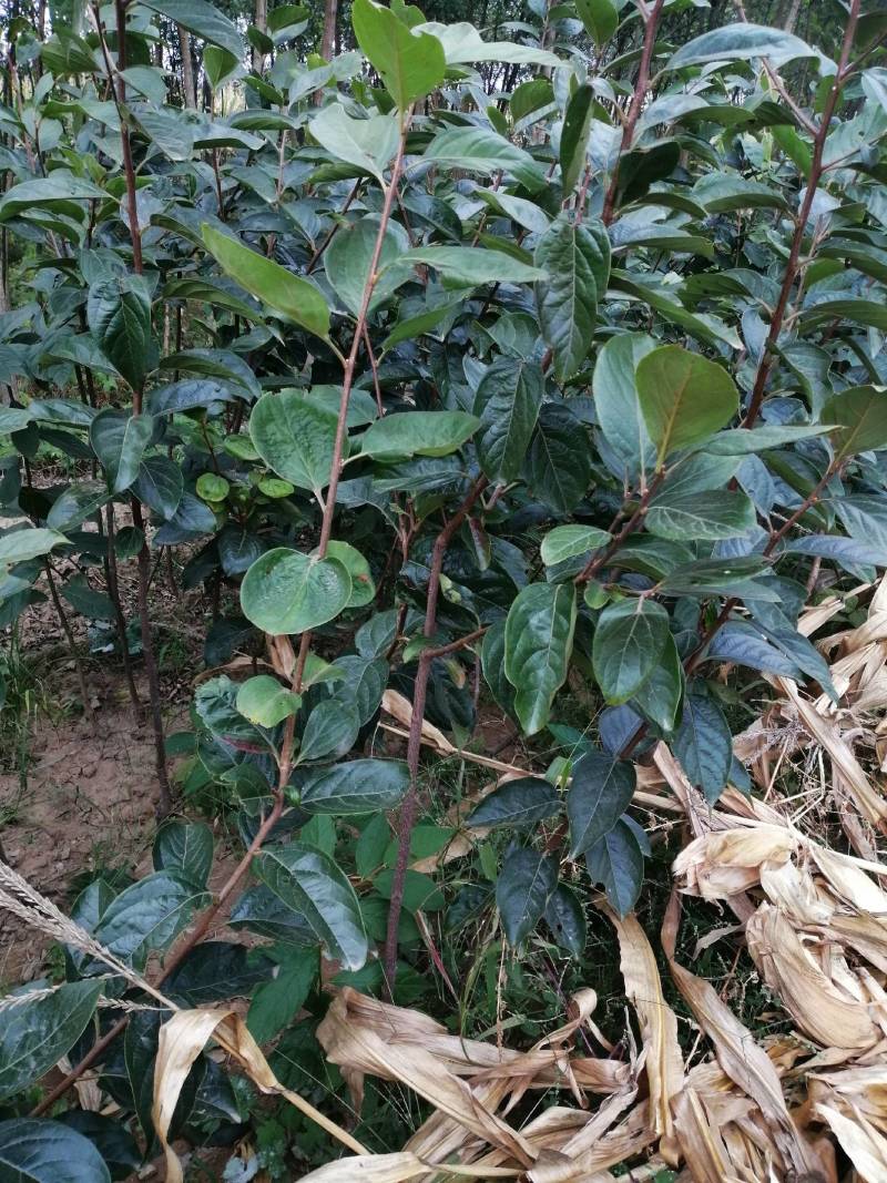 【推荐】软枣苗是嫁接柿子上好品质枮木苗0.5-1各种都有