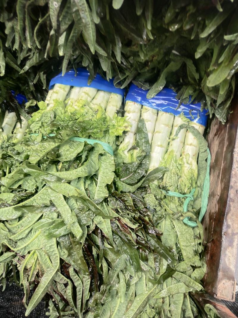云南高原精品紫叶莴笋香笋产地货量充足可长期供货