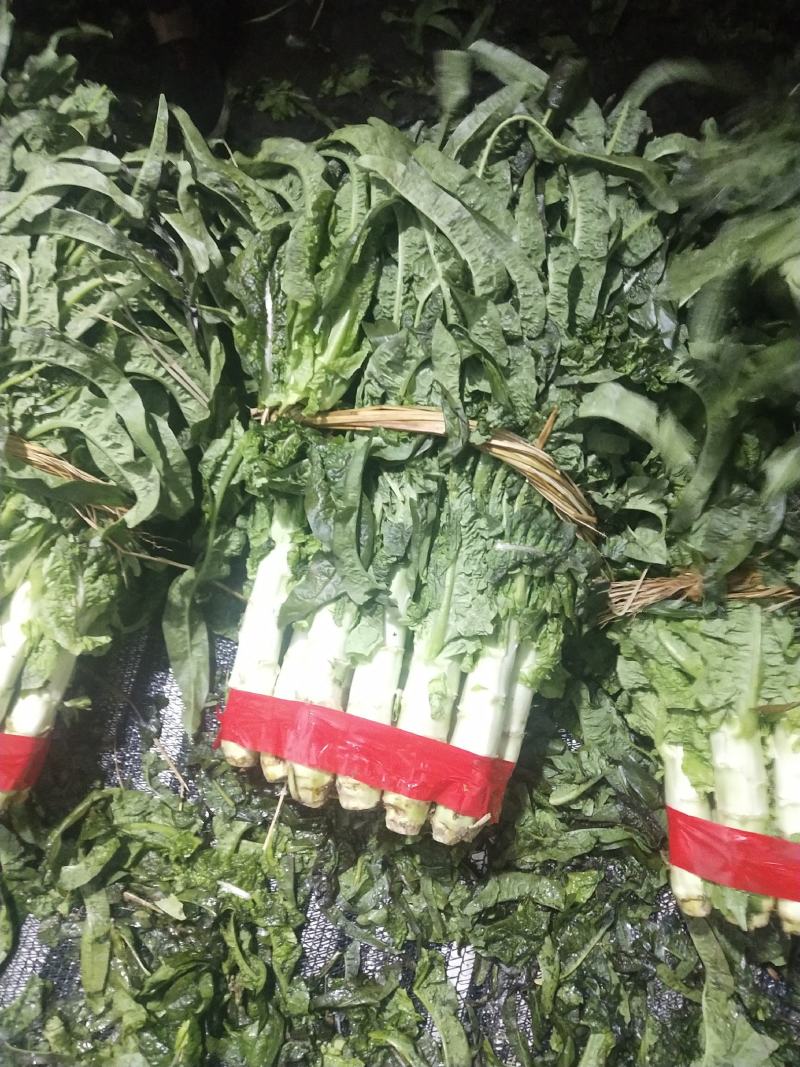 云南高原精品紫叶莴笋香笋产地货量充足可长期供货