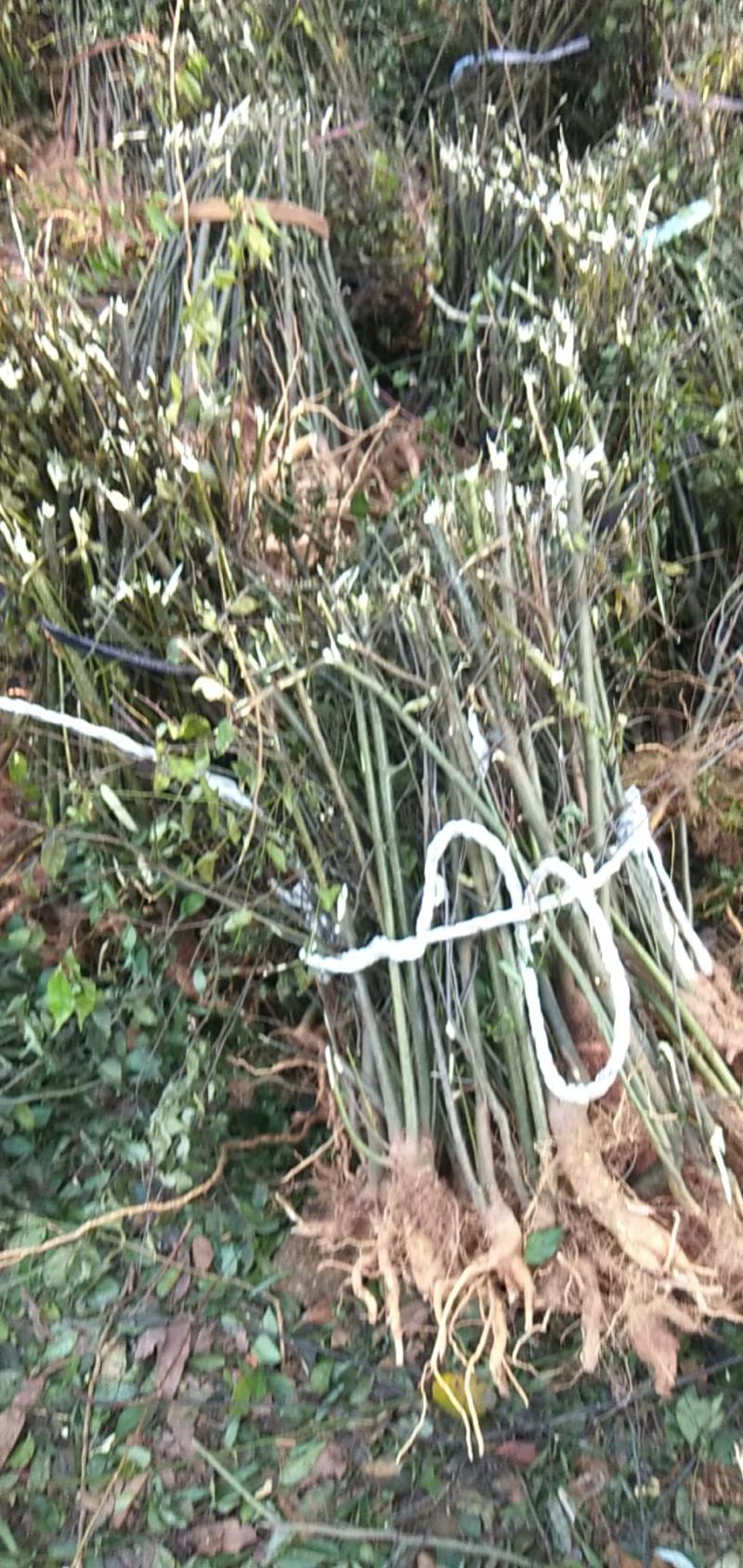 大量供应野生岗梅大苗