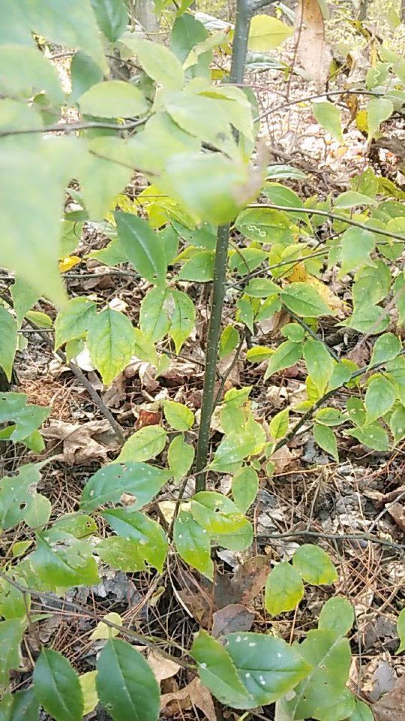 大量供应野生岗梅大苗