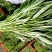 精品空心菜全国均可发货！！！！！！！！！！！