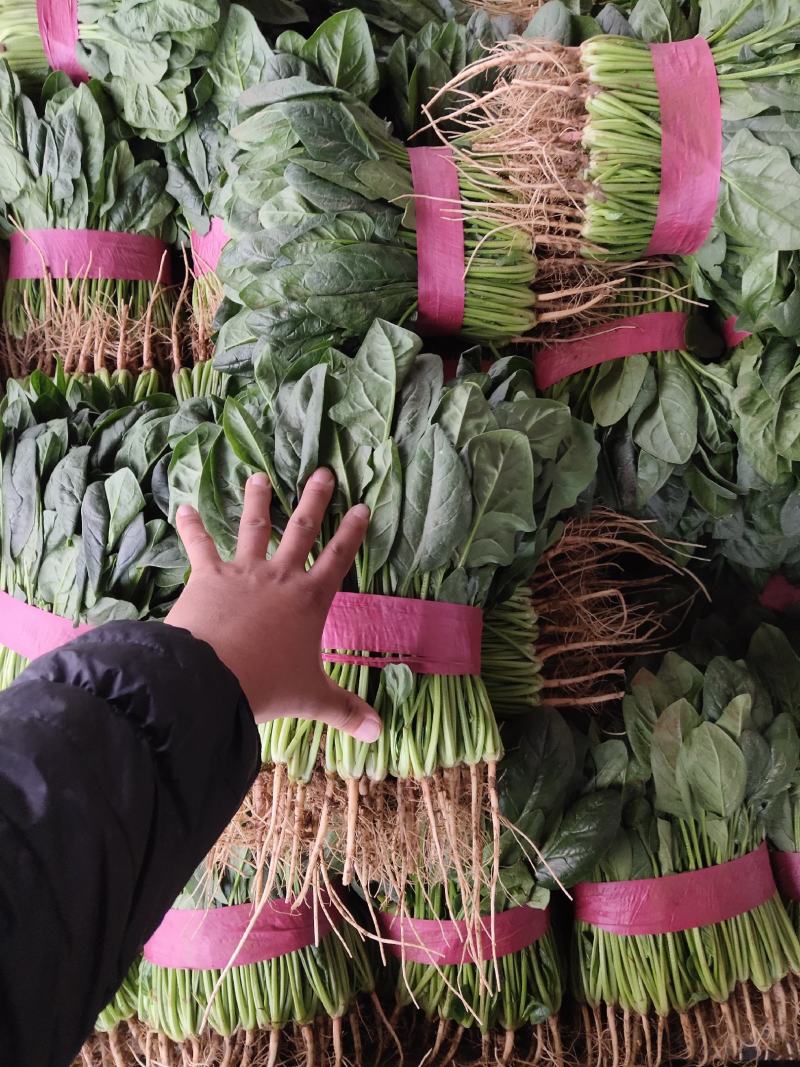 庞瑞亭购销公司大量供应大叶波菜，青菜