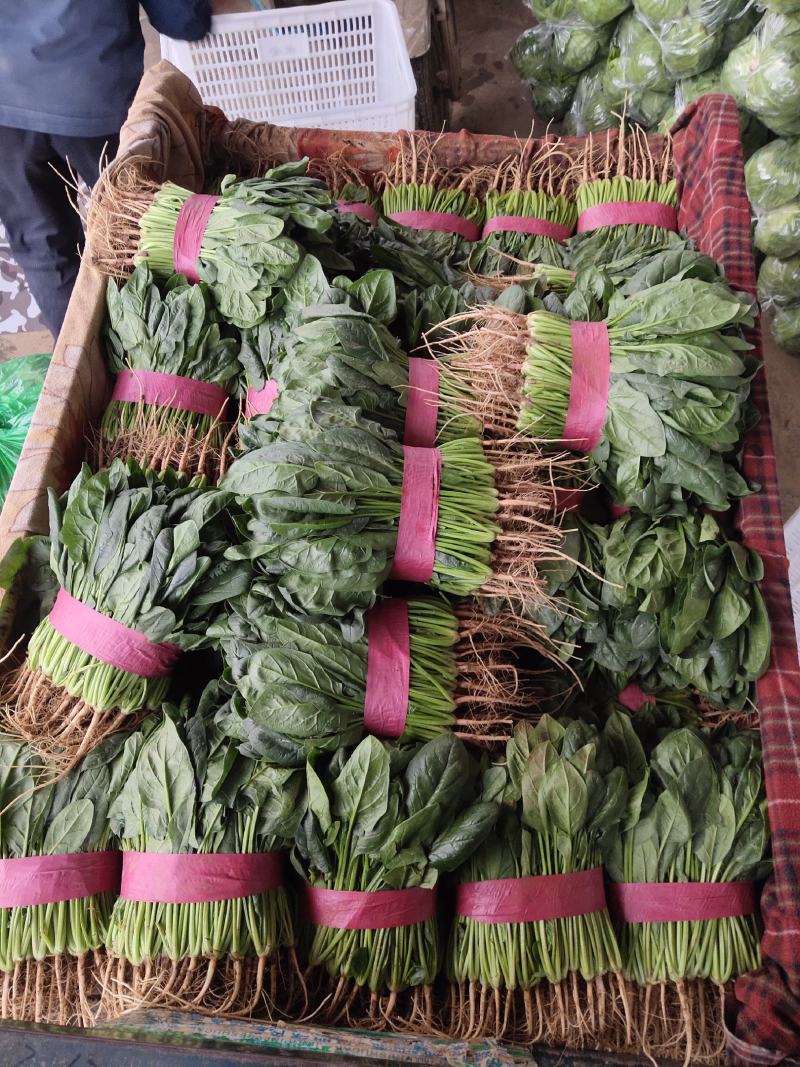 庞瑞亭购销公司大量供应大叶波菜，青菜