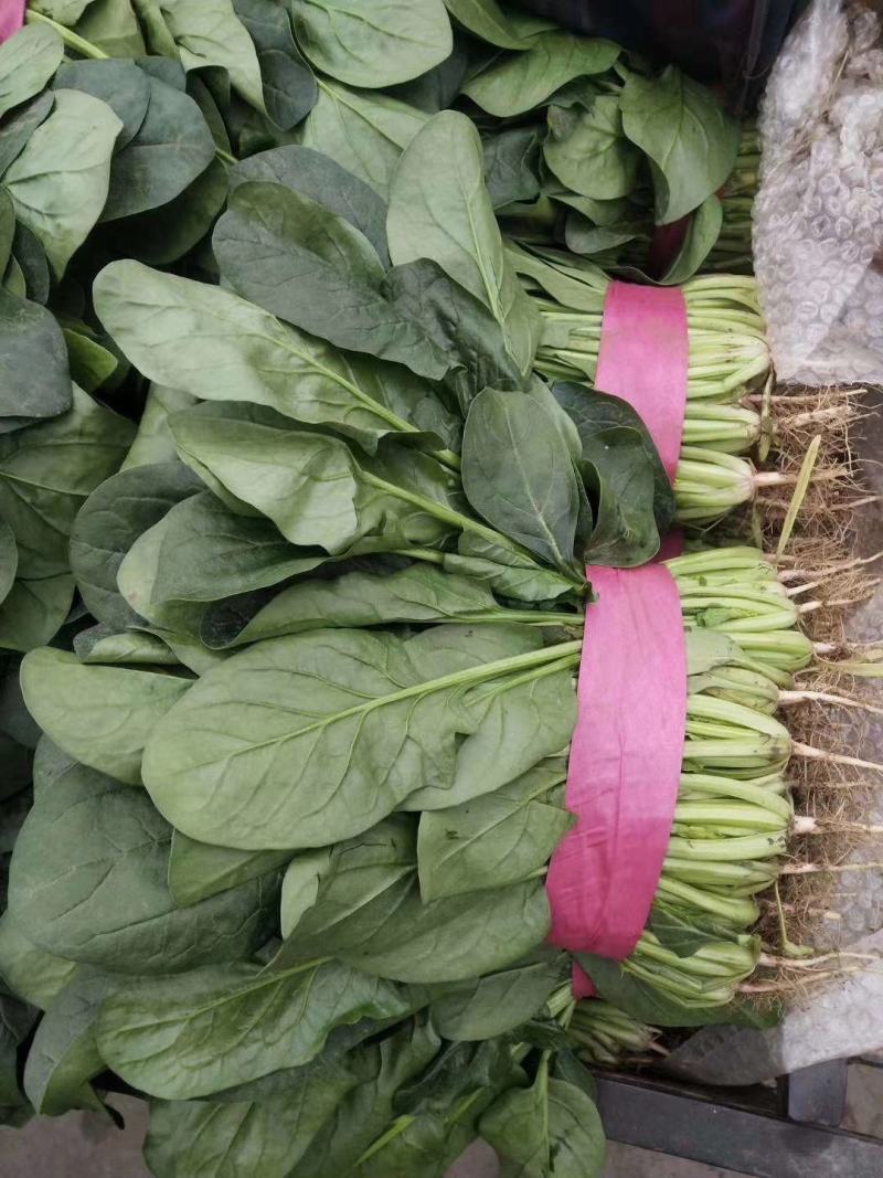 庞瑞亭购销公司大量供应大叶波菜，青菜