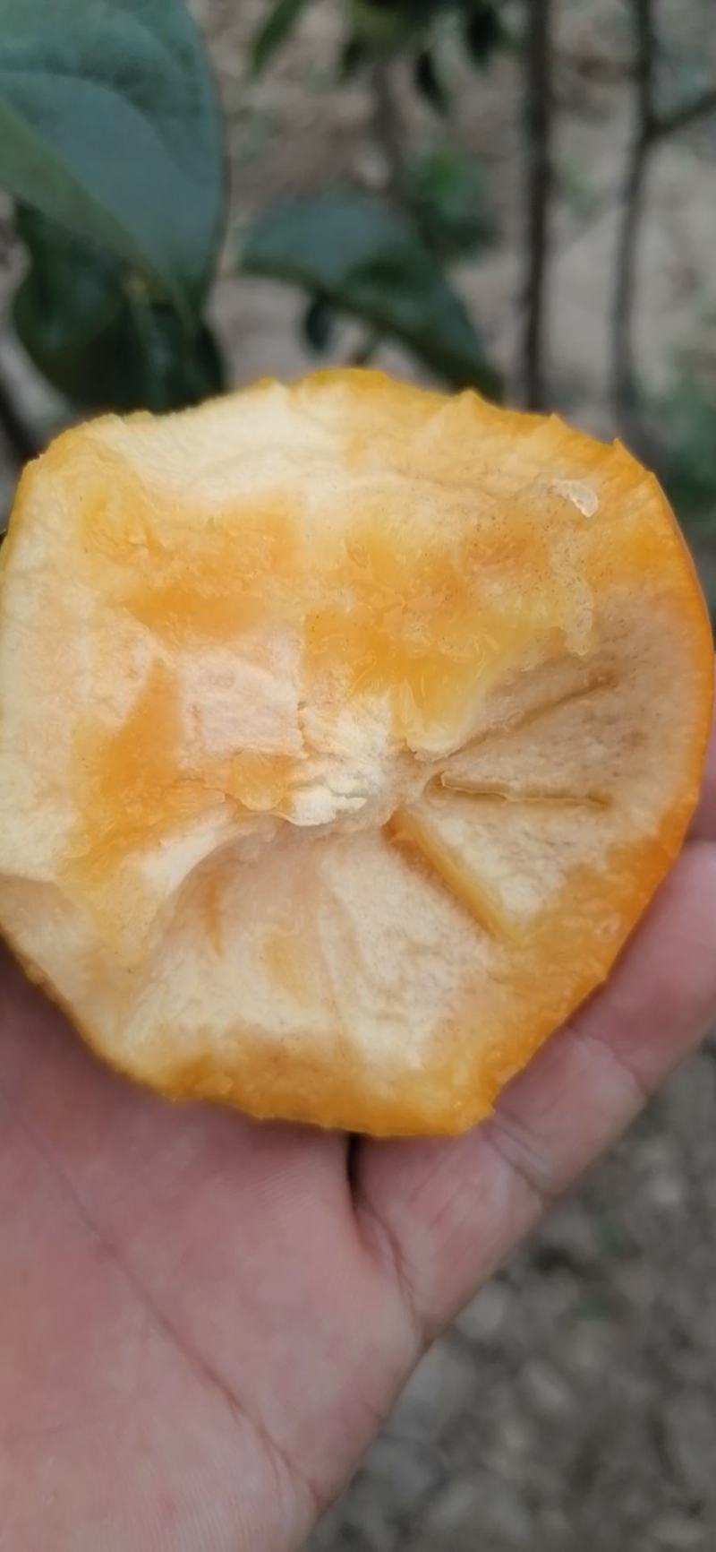 红肉苹果苗优惠出售二百株，果实大而红，耐运输