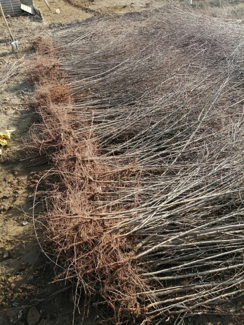 红肉苹果苗优惠出售二百株，果实大而红，耐运输