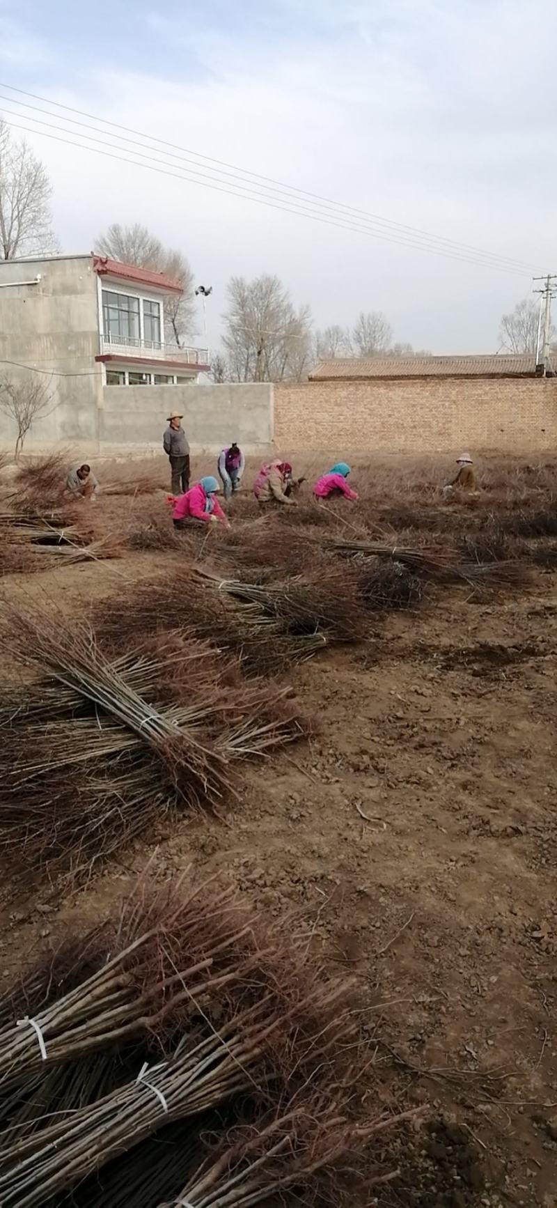 红肉苹果苗优惠出售二百株，果实大而红，耐运输