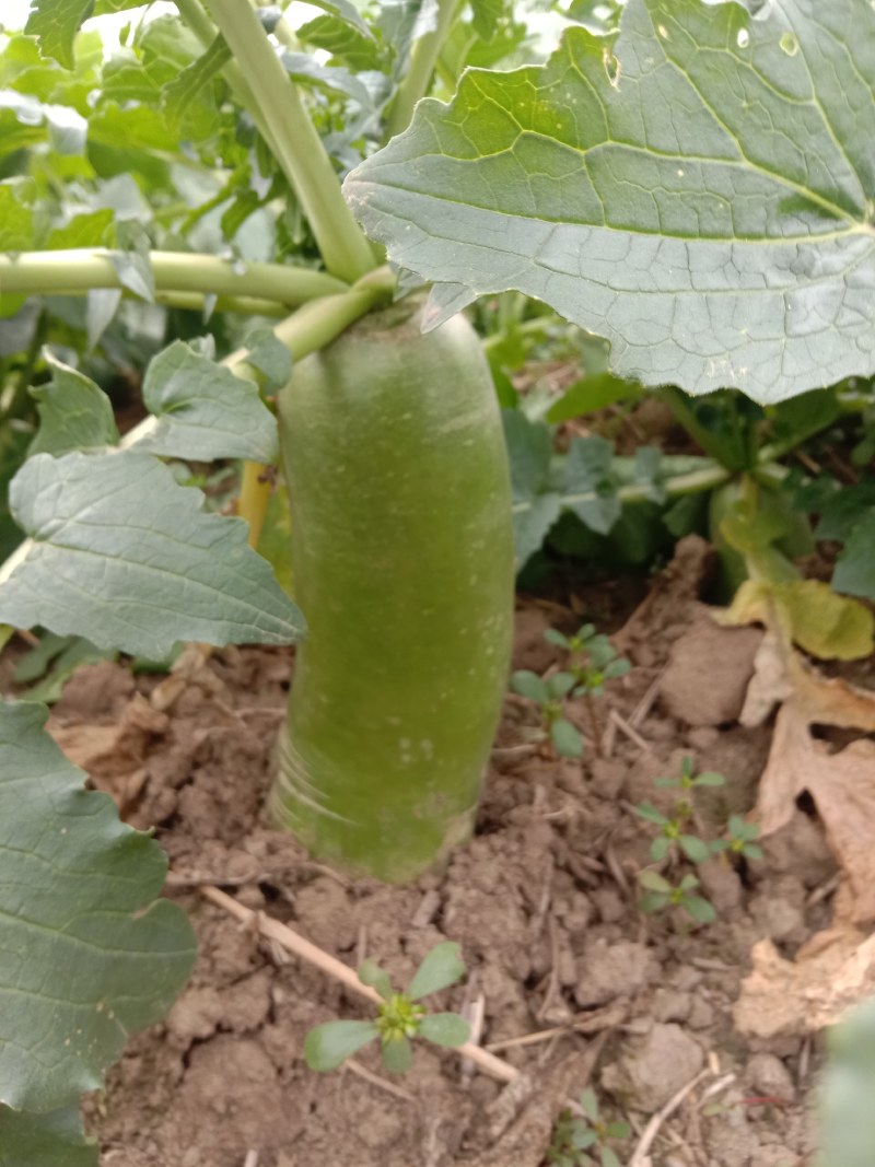 萝卜水果萝卜清脆可口