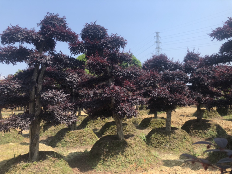 精品红花继木桩，造型红花继木，红继木小苗，造型红继木