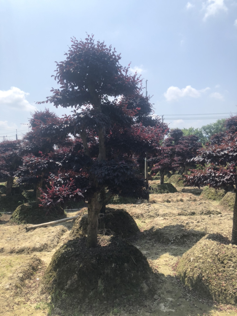 精品红花继木桩，造型红花继木，红继木小苗，造型红继木