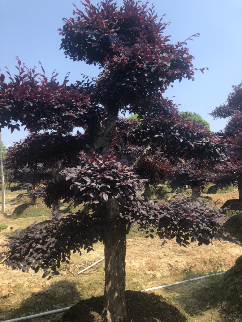 精品红花继木桩，造型红花继木，红继木小苗，造型红继木