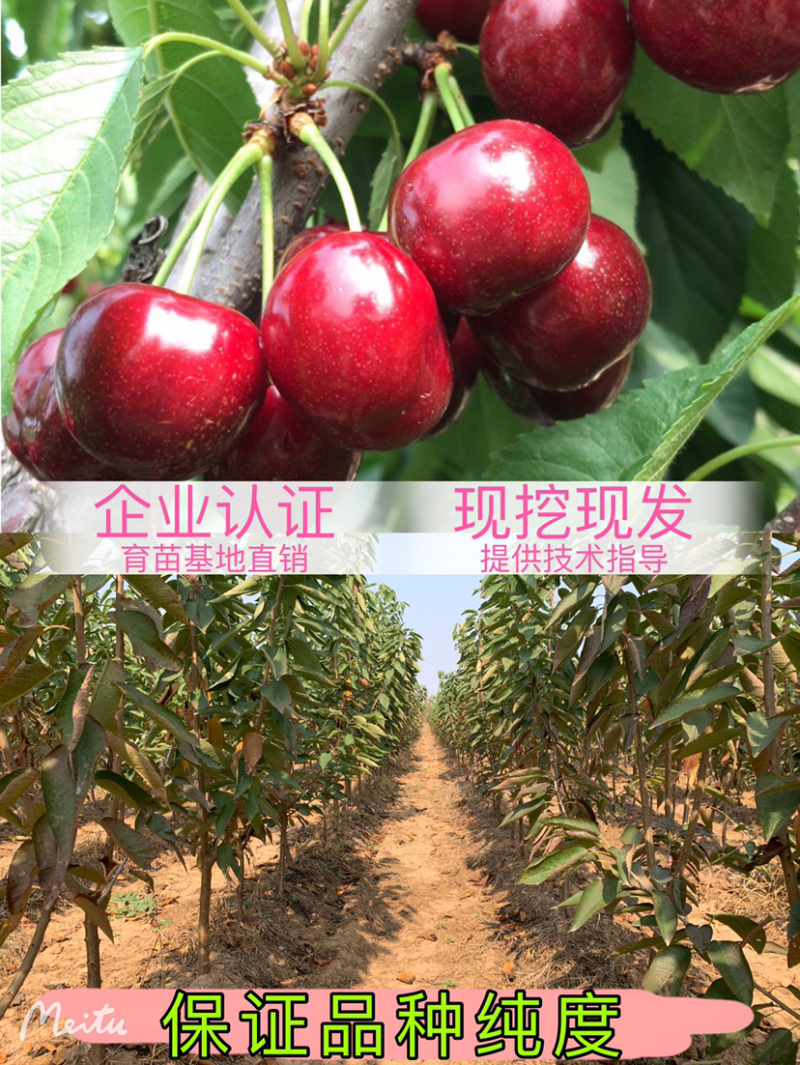 矮化樱桃树苗乔化美早齐早俄罗斯八号萨米脱沙王