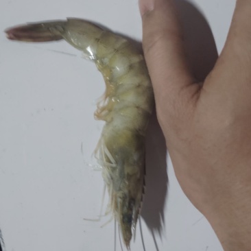 北海冻虾，35-40头，肉质鲜嫩，口感上佳，欢迎咨询