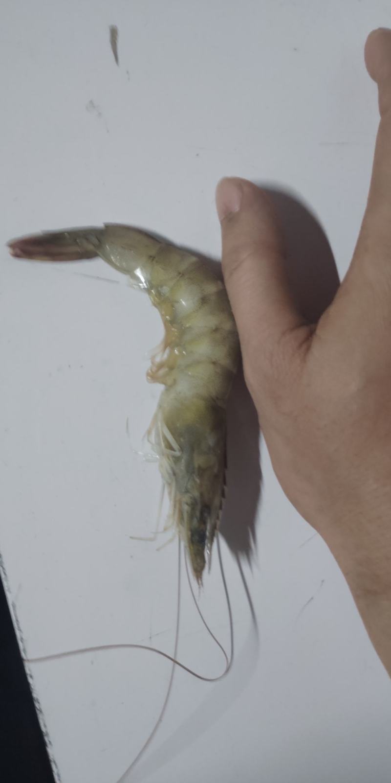 北海冻虾，35-40头，肉质鲜嫩，口感上佳，欢迎咨询