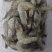 北海冻虾，35-40头，肉质鲜嫩，口感上佳，欢迎咨询