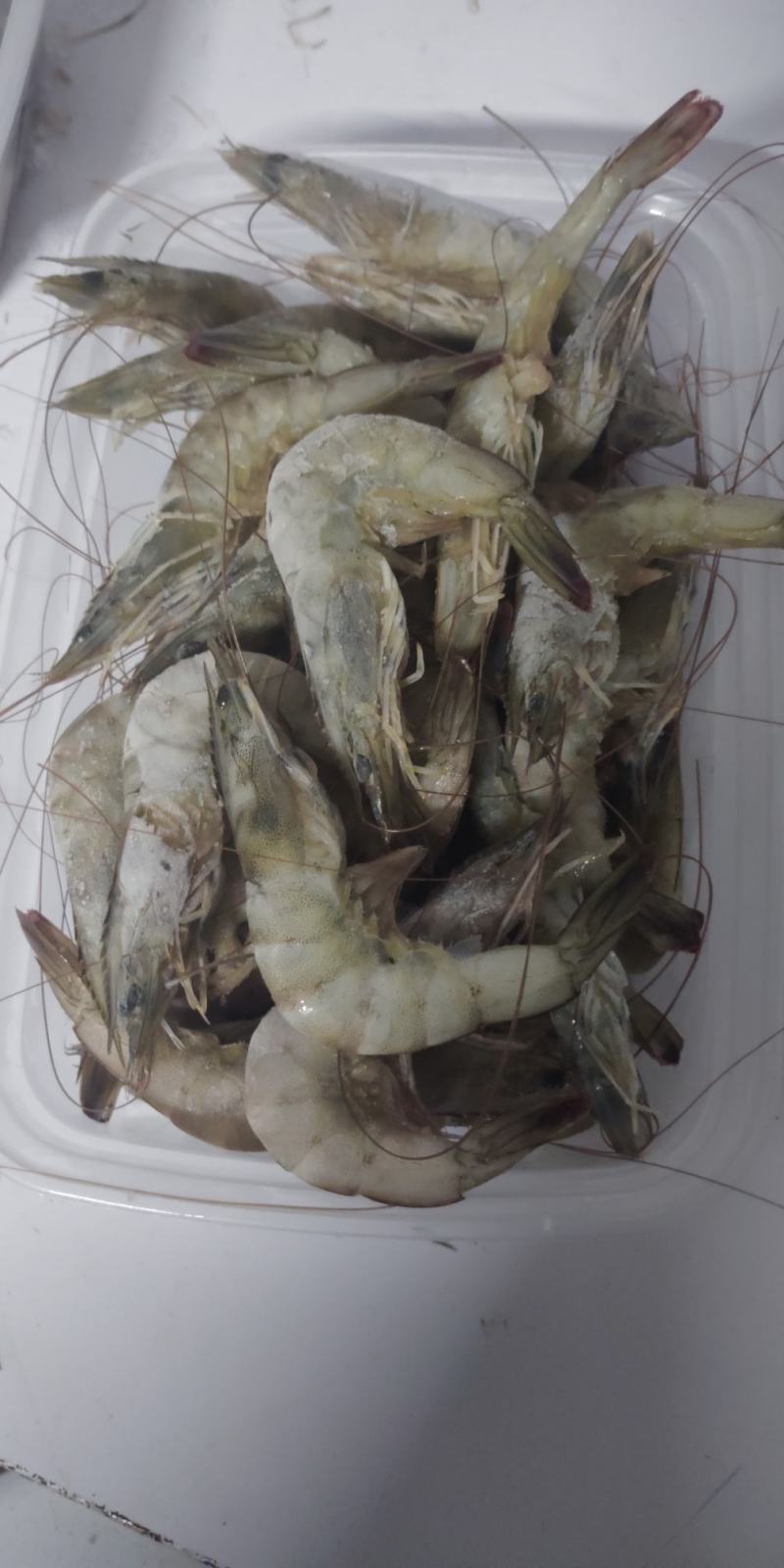 北海冻虾，35-40头，肉质鲜嫩，口感上佳，欢迎咨询
