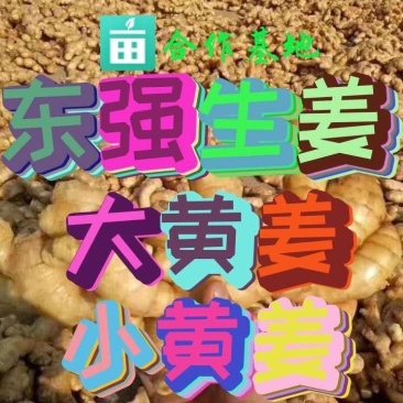 [优质生姜]大黄姜电商货市场货味辣质优价廉