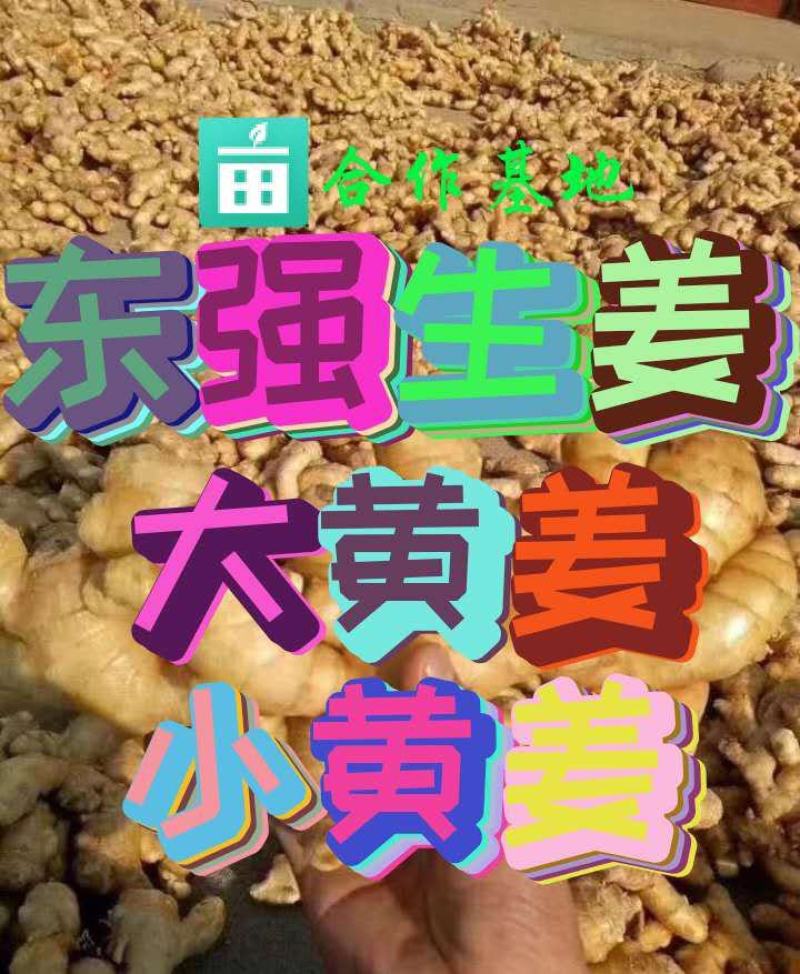 [优质生姜]大黄姜电商货市场货味辣质优价廉