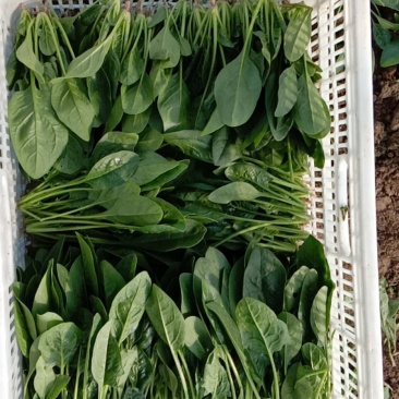 精品菠菜，欢迎选购。