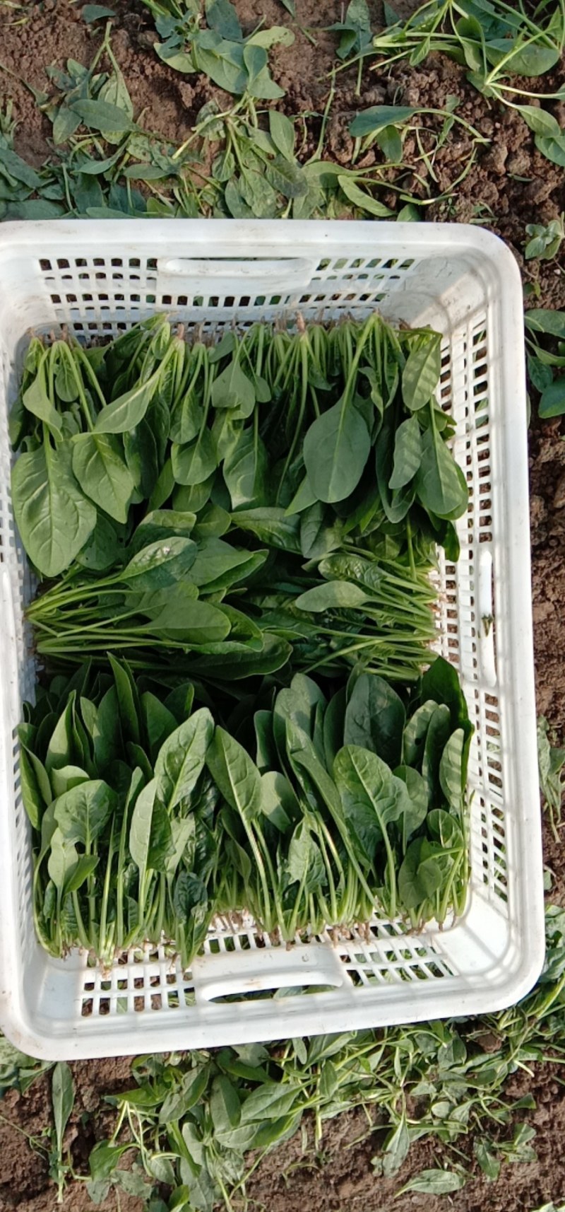 精品菠菜，欢迎选购。