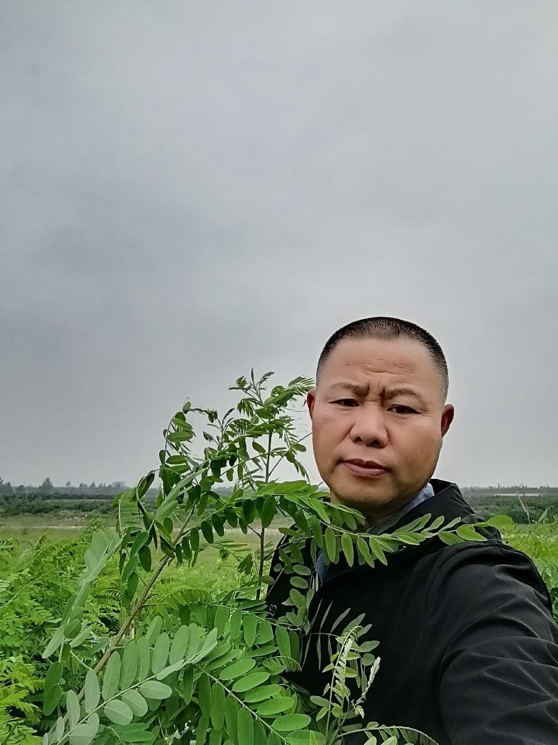 紫穂槐二百万一到二年苗长势优良好，质高价廉
