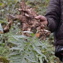 骨碎补