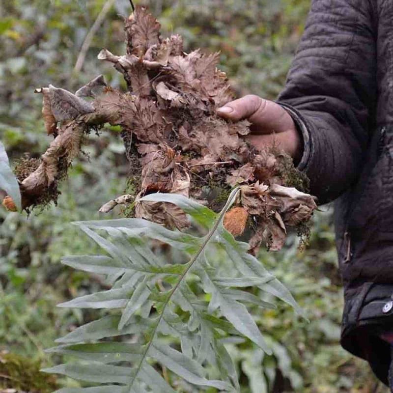 骨碎补一手货源货量大按需求分拣加工打包各个等级各种干度