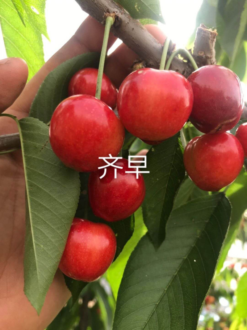 山东矮化樱桃苗齐早福晨美早布鲁克斯萨米脱现挖现发