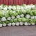 河北邢台石家庄大白菜净菜长菜大量供应，黄心无虫眼无烧心