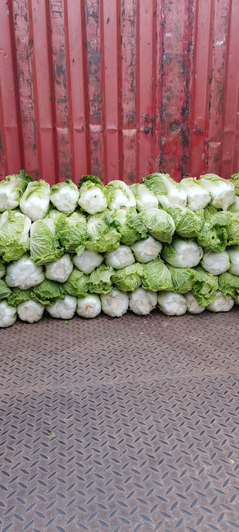 河北邢台石家庄大白菜净菜长菜大量供应，黄心无虫眼无烧心