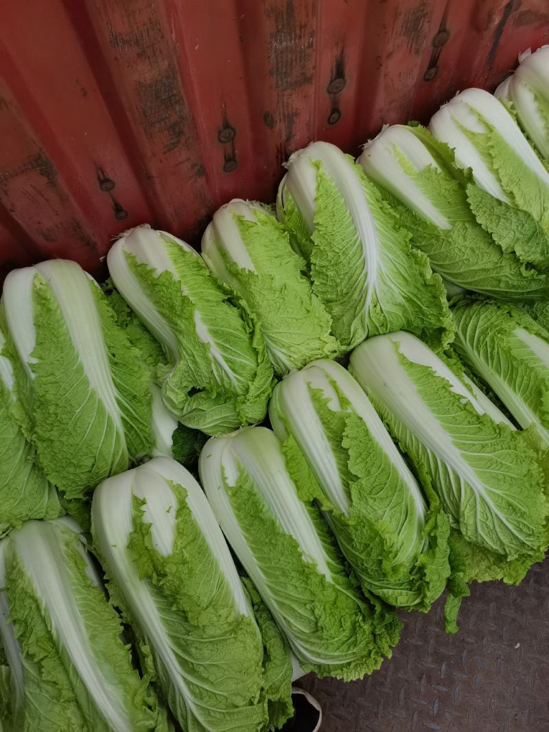 河北邢台石家庄大白菜净菜长菜大量供应，黄心无虫眼无烧心