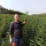 皂刺苗一米皂角苗5O万自己种植苗壮质高信誉第一